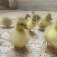 قاز و جوجه محلی