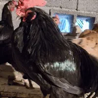 تخم مرغ نطفه دار محلی اصل،نژاد پاکوتاه ریشی|حیوانات مزرعه|خورموج, |دیوار