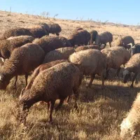 فروش میش وبره