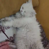 گربه پرشین گمشده