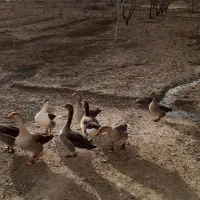 غاز|حیوانات مزرعه|دورود, |دیوار