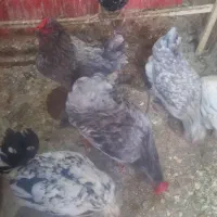 گلین|حیوانات مزرعه|کرمانشاه, |دیوار