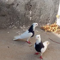 کلفه|پرنده|ویلکیج, |دیوار