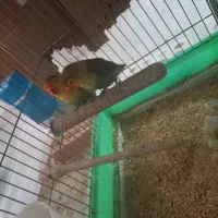 طوطی برزیلی|پرنده|کرمانشاه, |دیوار