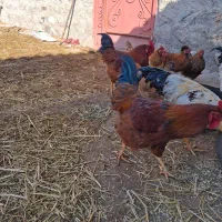 خروس محلی|حیوانات مزرعه|نیر (اردبیل), |دیوار