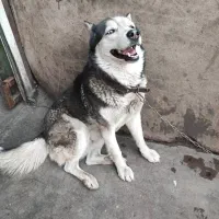 سگ ماده هاسکی