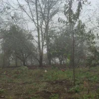 زمین فروشی در تالش، خطبهسرا (شوکیز مشایخ)|فروش زمین و ملک کلنگی|لیسار, |دیوار