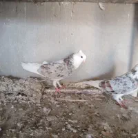 ابلق سرور و زرد و سرور