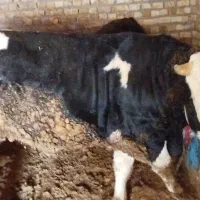 فروش یک راس گاونر