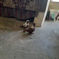 کبوتر قرمز نشان نر ماده صید شده