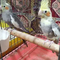 عروس هلندی|پرنده|شیراز, دلجو|دیوار