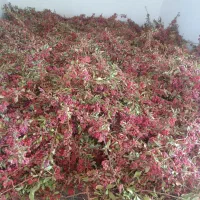 زعفران وخشکبار|خوردنی و آشامیدنی|شیراز, احمدی جنوبی|دیوار