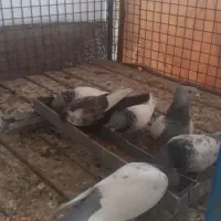 طوقی .سینه سبز .|پرنده|آباده, |دیوار