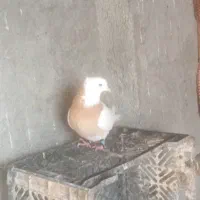 کبوتر طوقی ماده|پرنده|گمیشان, |دیوار