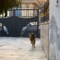 سگ ژرمن شپرد|سگ|نوشهر, |دیوار