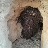 فروش عسل طبیعی