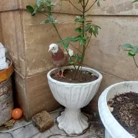 کبوتر کفتر پرشی|پرنده|تهران, لویزان|دیوار