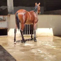 کره اسب|اسب و تجهیزات اسبسواری|ایذه, |دیوار