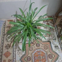 گل وپایه گلدان حصیری|گل و گیاه طبیعی|قم, پردیسان|دیوار