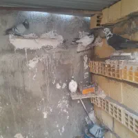 پرنده|پرنده|آبدانان, |دیوار