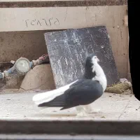 کبوتر لاهوری نر|پرنده|قم, دروازه کاشان|دیوار