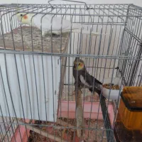 ۲عدد عروس هلندی|پرنده|ابهر, |دیوار