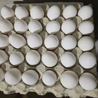 کارگر مرغداری تخمگذار حتما خانواده