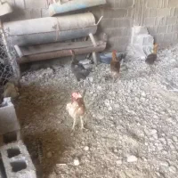 تخم نطفه دار لاری و دورگ لاری|حیوانات مزرعه|شبانکاره, |دیوار