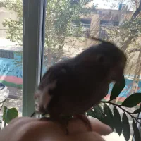 عروس هلندی نر دستی سخنگو
