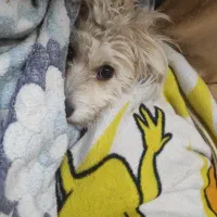 واگذاری سگ اشپیتز|سگ|پرند, فاز ۴|دیوار