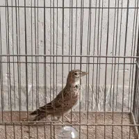 سره خاکی سبیز