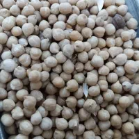 مرکز پخش نخود فلافلی