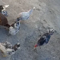 جوجه گلین با کیفیت چناران|حیوانات مزرعه|مشهد, شهرک امام هادی (شهرک غرب)|دیوار