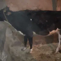 گاو ابستن ۲ شکم