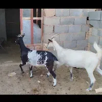 بز دورگ سانن|حیوانات مزرعه|اشکذر, |دیوار