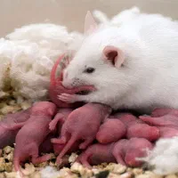 واگذاری همستر