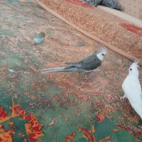 عروس هلندی