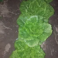 کاهوروغنی تازهچین|خوردنی و آشامیدنی|خان ببین, |دیوار