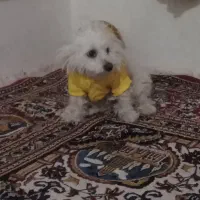 سگ پاکوتاه سه ساله نر