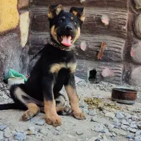سگ ژرمن ورک