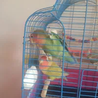 طوطی برزیلی