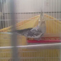 عروس هلندی|پرنده|فارسان, |دیوار