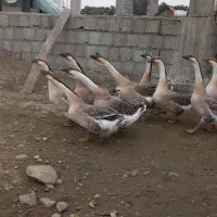 قو غاز اصل افریقایی واردک اسرائیلی