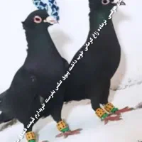 کفتر زاغ