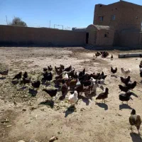 مرغ و خروس|حیوانات مزرعه|قم, حاج خلیل|دیوار