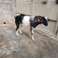 نری|حیوانات مزرعه|قشم, |دیوار