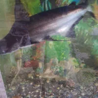 آکواریوم وماهی باتمام وسایل|ماهی|ورامین, ورامین|دیوار