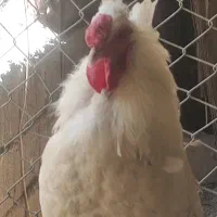خروس گلین