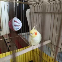 عروس هلندی نر و ماده