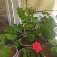 گلسرای مهیار